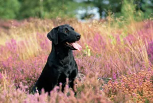 Black Labrador - sitting