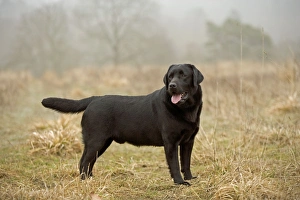 Black Labrador - standing