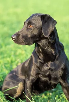 Labradors - sitting