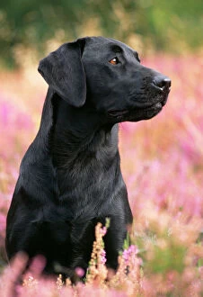 Black Labrador Dog - head & shoulders in heather