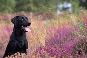 Black Labrador Dog - in heather