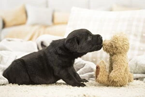 Black Labrador Dog, puppy Black Labrador Dog, puppy