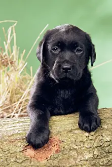 Labrador Prints: Black Labrador Dog - Puppy with paws on log