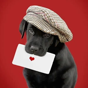 Black Labrador Dog, Puppy wearing cap holding letter with heart
