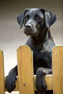 Black Labrador - on hind legs looking over fence