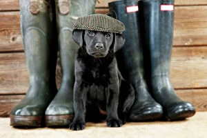 Black labrador puppy dog with a flat cap with wellington boots