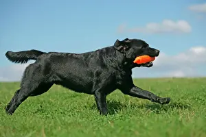 Toys Prints: Black Labrador - running with toy in mouth