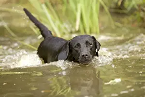 Black Labrador - swimming