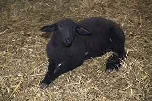Images Dated 19th March 2013: Black Lamb in winter stall