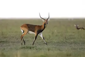 Marsh Prints: Black Lechwe marais de Bangweuleu Zambia Africa