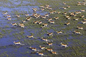 Black Lechwe Zambia Africa