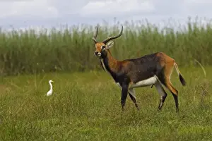 Black Lechwe Zambia Africa