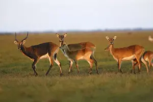 Black Lechwe Zambia Africa