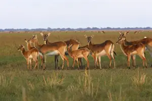 Black Lechwe Zambia Africa