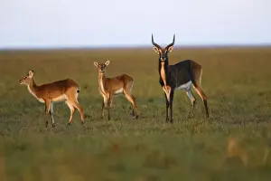Black Lechwe Zambia Africa