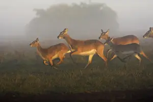 Black Lechwe Zambia Africa