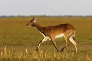 Black Lechwe Zambia Africa