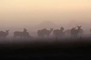 Black Lechwe Zambia Africa