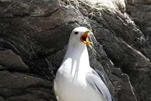 Black Legged Prints: Black-legged Kittiwake - calling. Varanger fjord - Norway