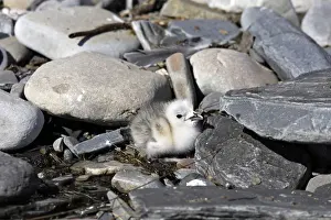 Black Legged Prints: Black-legged Kittiwake - chick. Varanger - Norway