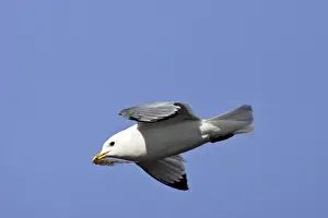 Black-legged Kittiwake - in flight with seaweed in beak. Varanger fjord - Norway