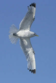 Images Dated 27th August 2003: Black-legged Kittiwake - in flight Spitzberg. North east Svalbard