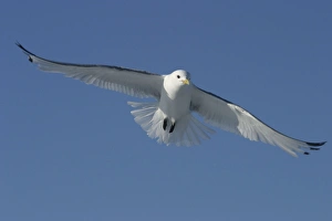 Images Dated 27th August 2003: Black-legged Kittiwake - in flight Spitzberg. North east Svalbard
