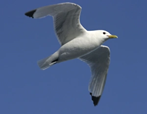 Images Dated 27th August 2003: Black-legged Kittiwake - in flight spitzberg. Svalbard