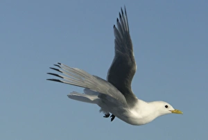 Images Dated 27th August 2003: Black-legged Kittiwake - in flight Spitzbergen. Svalbard