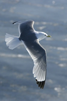 Images Dated 27th August 2003: Black-legged Kittiwake - in flight Spitzbergen. Svalbard