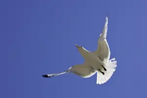 Black Legged Prints: Black-legged Kittiwake - in flight. Varanger - Norway