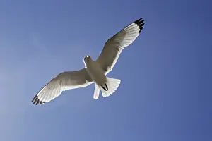 Black-legged Kittiwake - in flight. Varanger - Norway