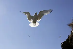 Black-legged Kittiwake - in flight. Varanger - Norway
