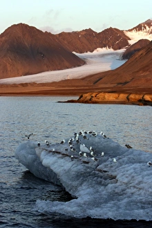Black-legged Kittiwake flock - on ice floe. Glacier in background Black-legged Kittiwake flock - on ice floe. Glacier in background