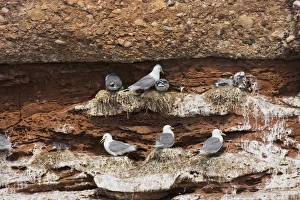 Images Dated 8th July 2006: Black-legged Kittiwake - at nest