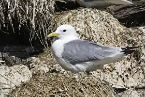 Black Legged Prints: Black-legged Kittiwake - at nest. Varanger - Norway