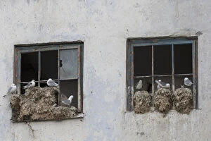 Images Dated 6th February 2020: Black-legged Kittiwake - nesting on a window
