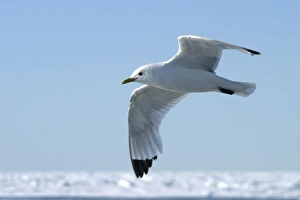 Images Dated 27th August 2003: Black-legged Kittiwake North East Svalbard