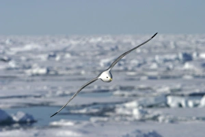 Images Dated 27th August 2003: Black-legged Kittiwake in North East Svalbard