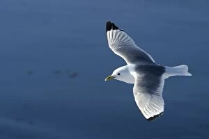 Images Dated 27th August 2003: Black-legged Kittiwake in North East Svalbard