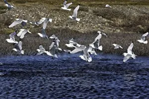 Black-legged Kittiwake - taking off from water. Varanger fjord - Norway