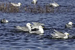 Black Legged Prints: Black-legged Kittiwake - in water. Varanger fjord - Norway