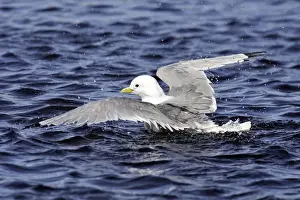 Black-legged Kittiwake - in water. Varanger fjord - Norway