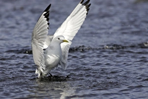 Images Dated 2nd June 2007: Black-legged Kittiwake - in water flapping wings. Varanger fjord - Norway