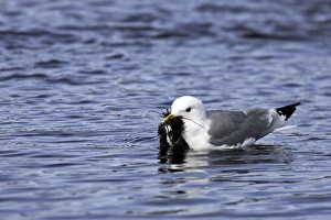 Images Dated 2nd June 2007: Black-legged Kittiwake - in water with seaweed in beak. Varanger fjord - Norway