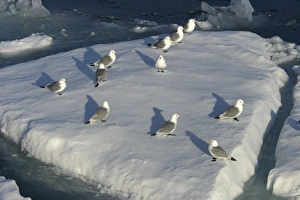 Images Dated 27th August 2003: Black-legged Kittiwakes - flock at rest on ice floe Spitzbergen. Svalbard