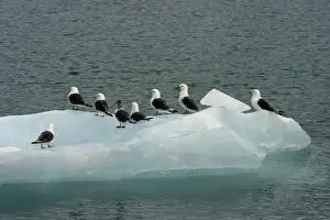 Black Legged Prints: Black-legged Kittiwakes - On ice in Nord East Svalbard