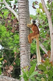 Black Lemur - female climbing tree (Eulemur macaco macaco)