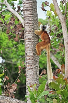 Images Dated 10th January 2008: Black Lemur - female climbing tree - Lokobe Nature Special Reserve - Nosy Be - Northern Madagascar