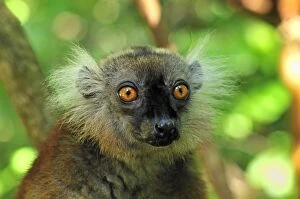 Black lemur female eulemur macaco macaco